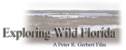 "Exploring Wild Florida" a Peter R. Gerbert Short Film