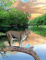 Where Bobcats Prowl -Canvas Reproduction