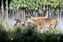 Big Cypress Bucks -Canvas Reproduction