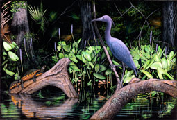 Little Blue Heron and Red-bellied Turtles