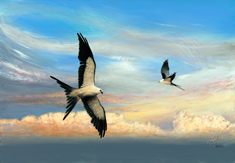 Swallow-Tailed Kites